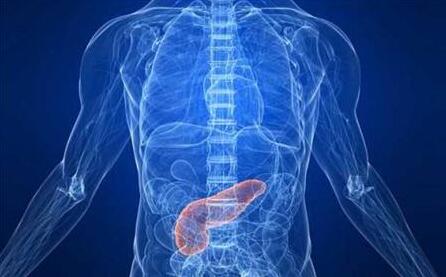 胰腺是什么？它大概是在哪个位置？